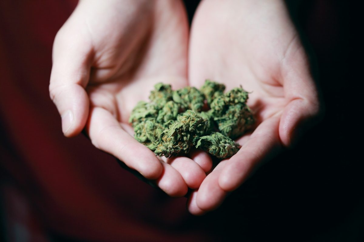 Man's hand holding a bunch of dried marijuana buds.